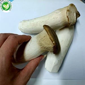 Fagyasztott Pleurotus Eryngii